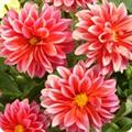 Dahlia Variabilis